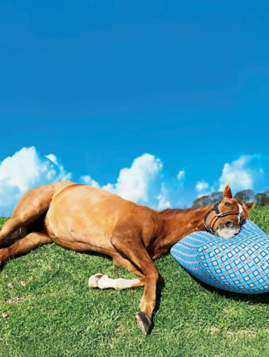 "Special Feature Series by Sports Seoul × International Wellness Association